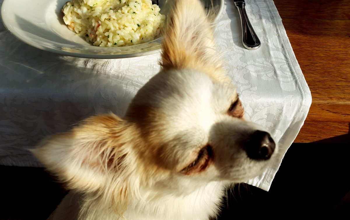 Chihuahua lunch