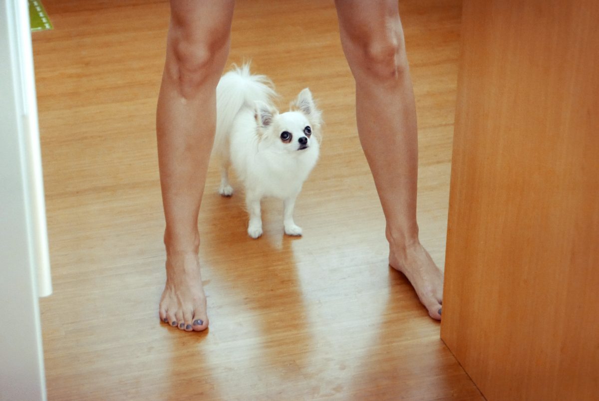 Chihuahua in the kitchen