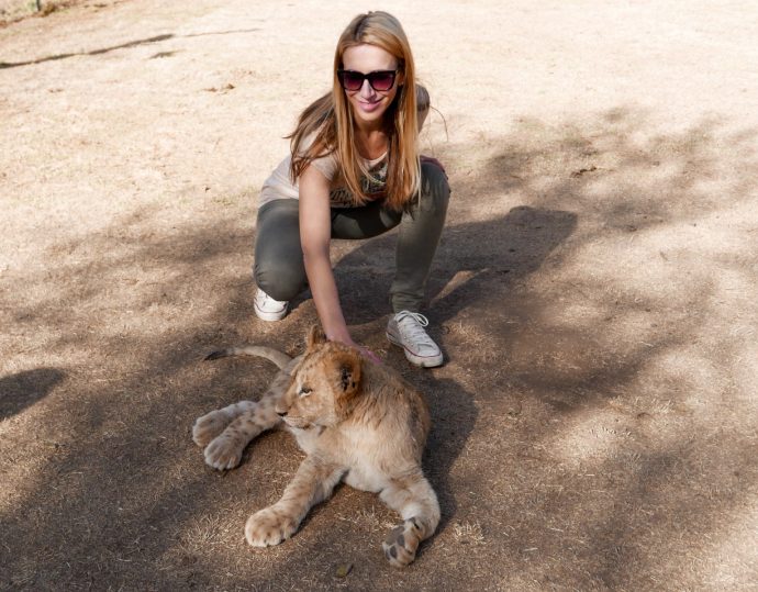 Petting a lion cub in South Africa (Lion & Safari park) Travel with Anda