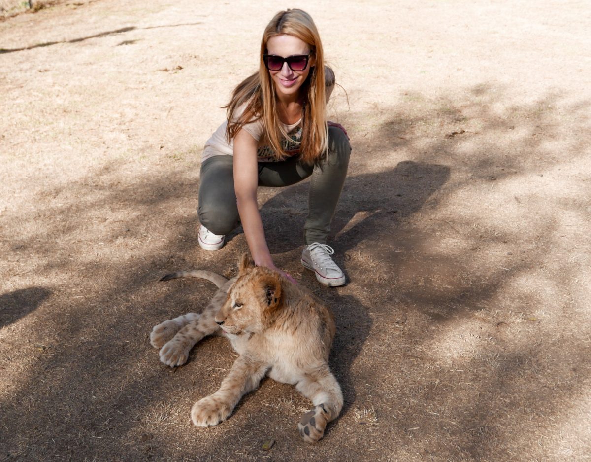Petting a lion cub in South Africa (Lion & Safari park) - Travel with Anda