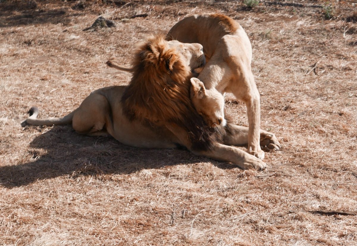 lion country safari petting zoo